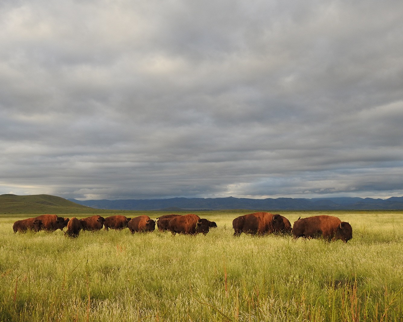 Bisonte en Rancho El Uno, Chihuahua. © Lorenzo J. De Rosenzweig